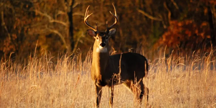 Illegal deer hunting fine Ontario